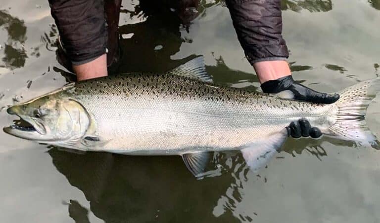 Alaska Salmon Fishing Charters on the Kenai & Kasilof Rivers