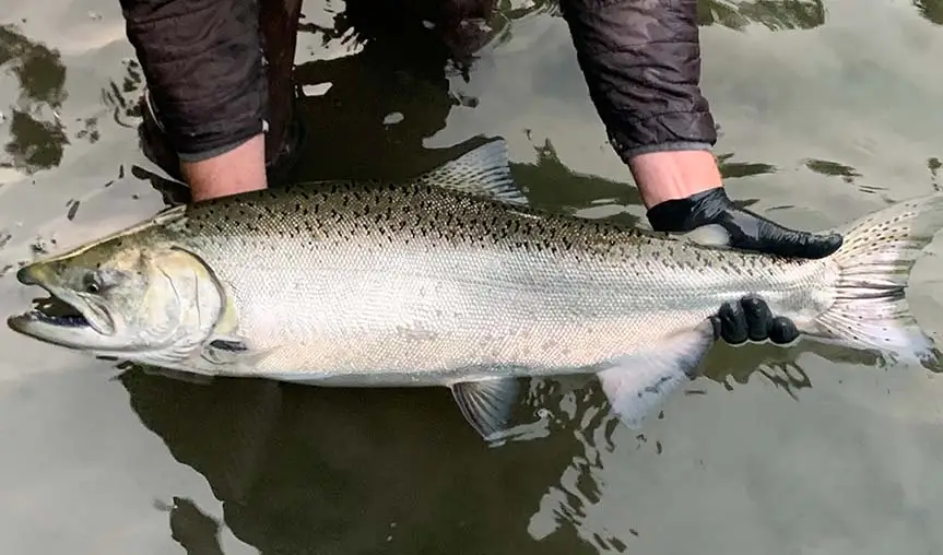 kenai salmon charters