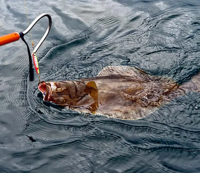 halibut