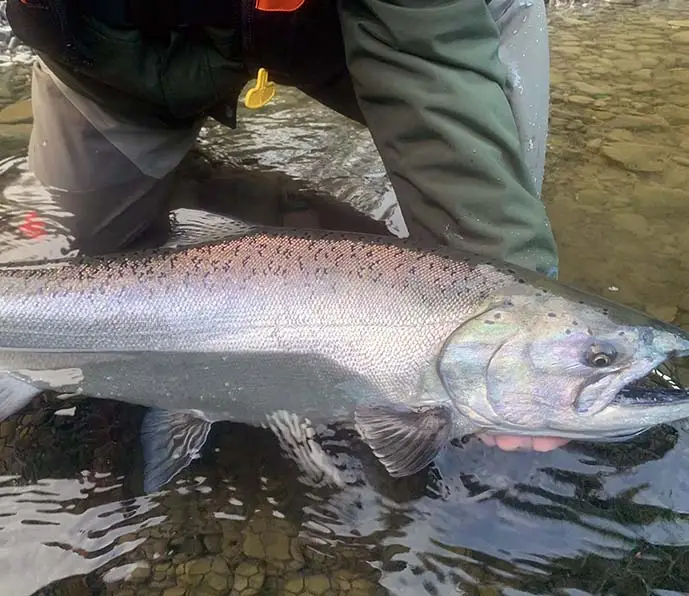 king salmon