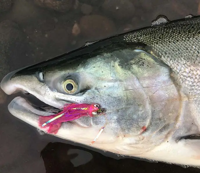 silver salmon