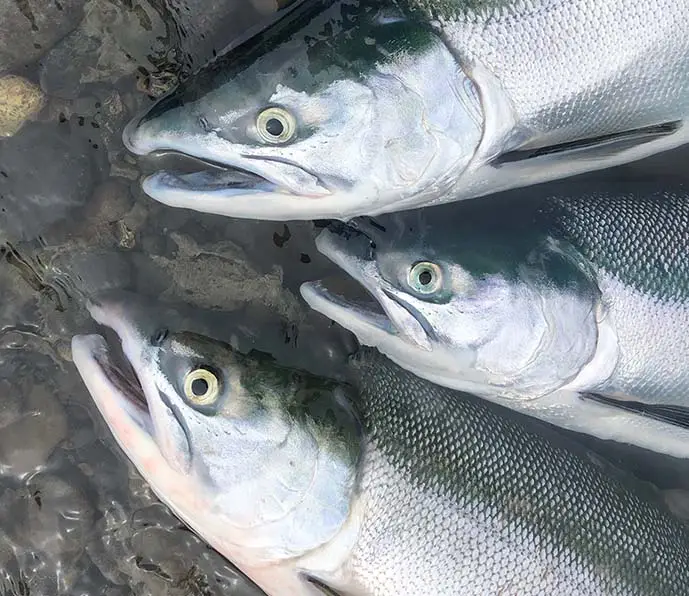 sockeye salmon