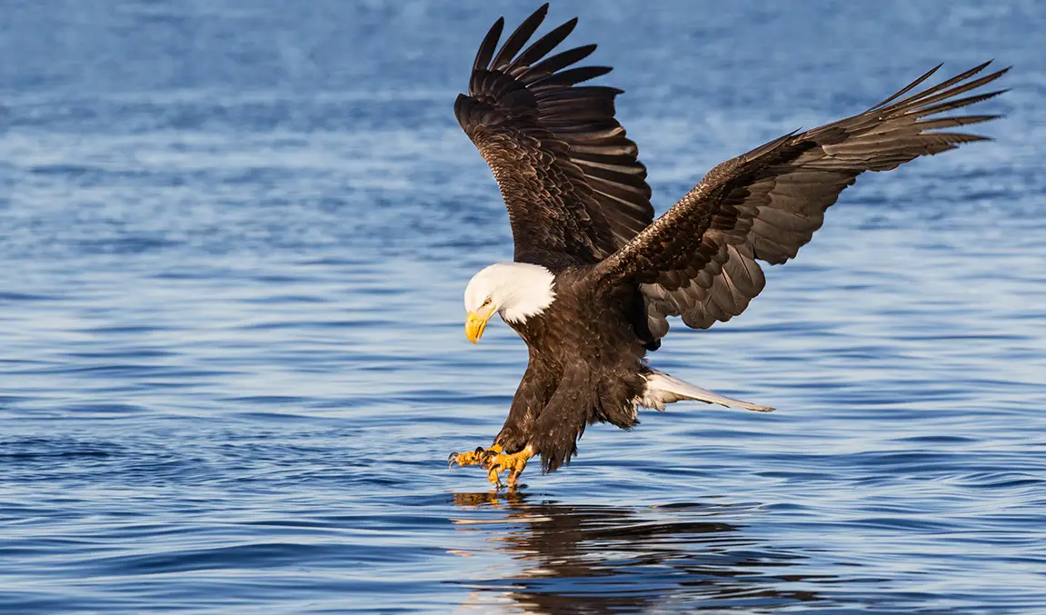 bald eagle on kachemak bay