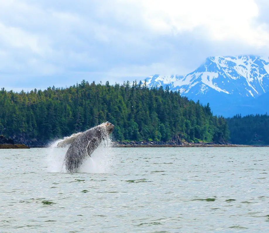 whale breaching on kachemak bay boat tour